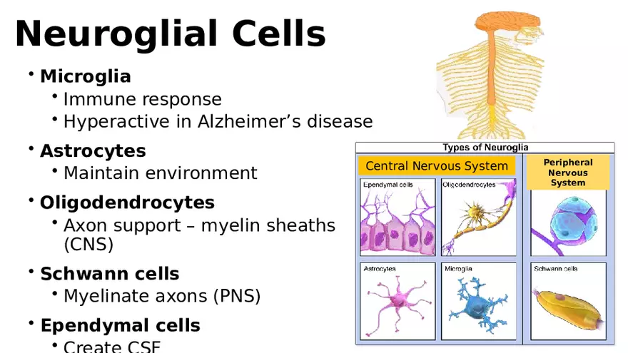 Chapter 5 Tissues – Epithelial, Connective, Muscle, Nervous, Membranes (Continued) - Page 10