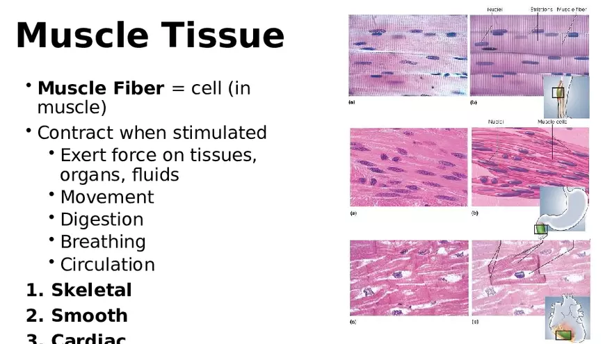 Chapter 5 Tissues – Epithelial, Connective, Muscle, Nervous, Membranes (Continued) - Page 11