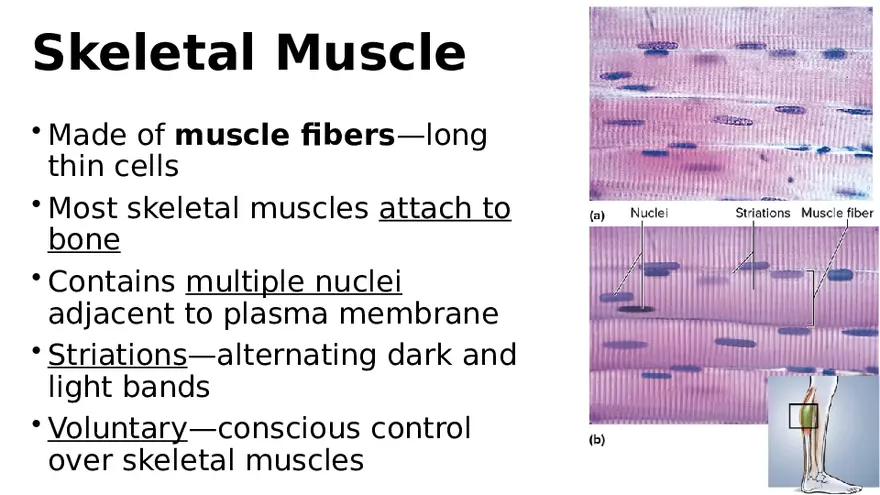 Chapter 5 Tissues – Epithelial, Connective, Muscle, Nervous, Membranes (Continued) - Page 12
