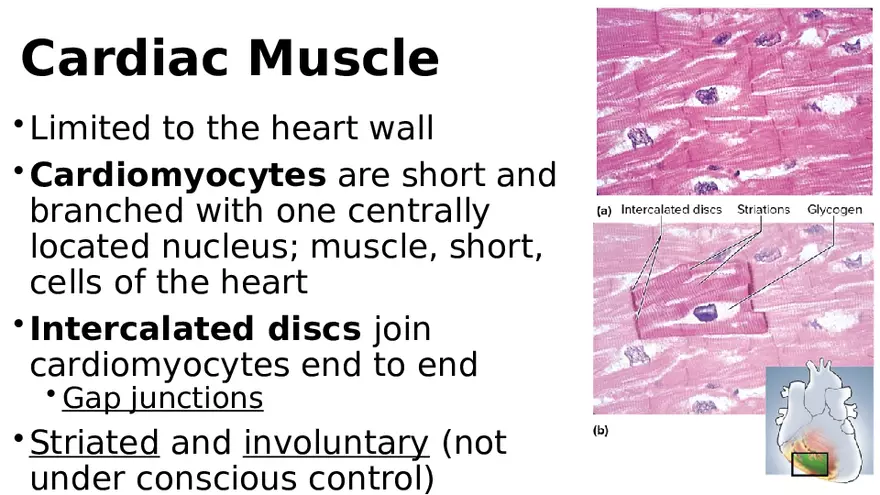 Chapter 5 Tissues – Epithelial, Connective, Muscle, Nervous, Membranes (Continued) - Page 14