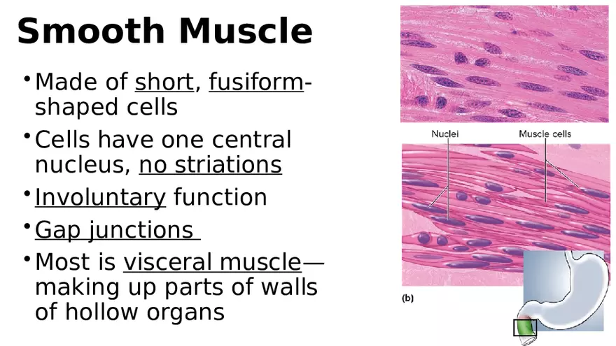 Chapter 5 Tissues – Epithelial, Connective, Muscle, Nervous, Membranes (Continued) - Page 15