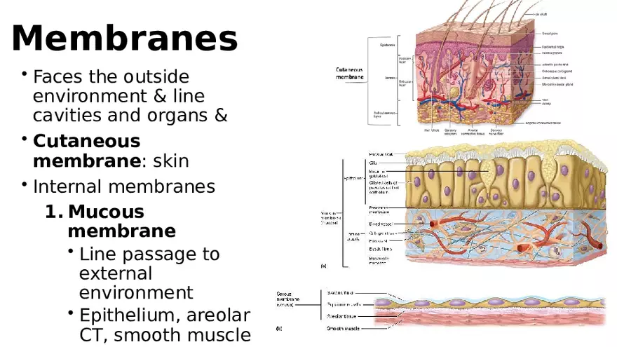 Chapter 5 Tissues – Epithelial, Connective, Muscle, Nervous, Membranes (Continued) - Page 16