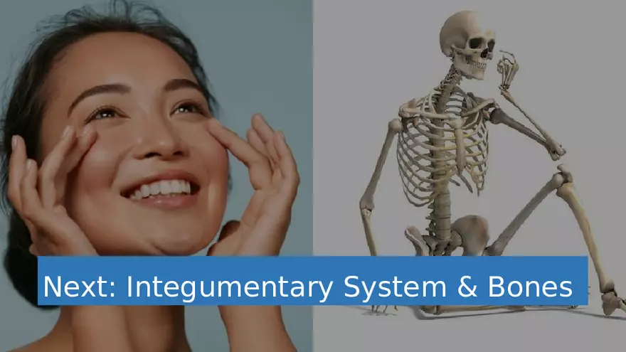 Chapter 5 Tissues – Epithelial, Connective, Muscle, Nervous, Membranes (Continued) - Page 17