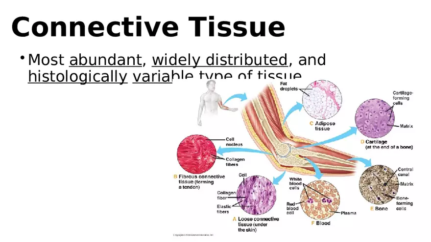 Chapter 5 Tissues – Epithelial, Connective, Muscle, Nervous, Membranes (Continued) - Page 18