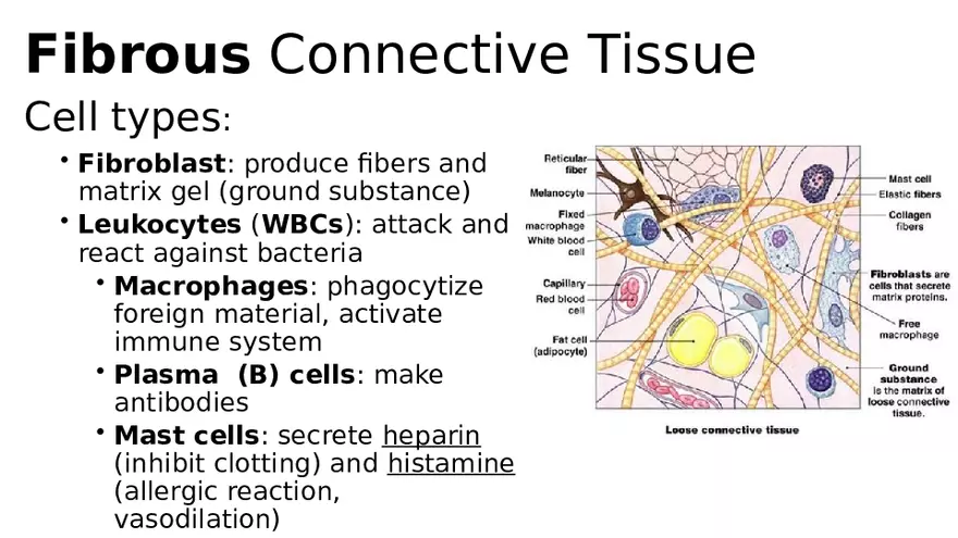 Chapter 5 Tissues – Epithelial, Connective, Muscle, Nervous, Membranes (Continued) - Page 20