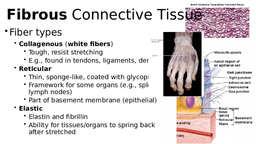 Chapter 5 Tissues – Epithelial, Connective, Muscle, Nervous, Membranes (Continued) - Page 21