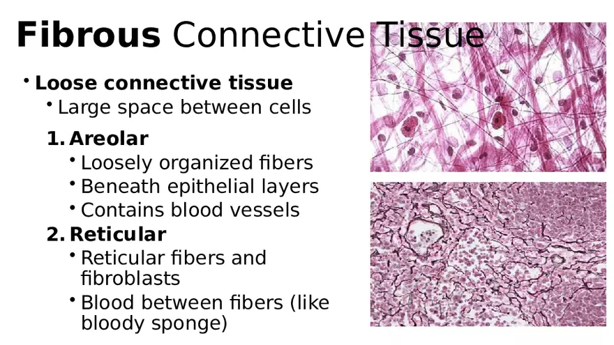 Chapter 5 Tissues – Epithelial, Connective, Muscle, Nervous, Membranes (Continued) - Page 22