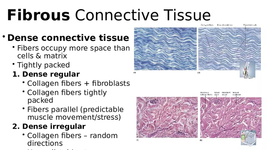 Chapter 5 Tissues – Epithelial, Connective, Muscle, Nervous, Membranes (Continued) - Page 23