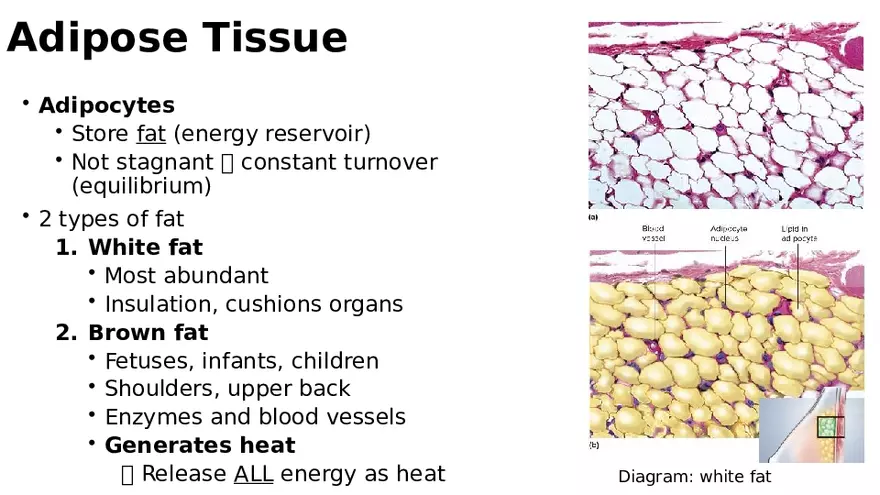 Chapter 5 Tissues – Epithelial, Connective, Muscle, Nervous, Membranes (Continued) - Page 24