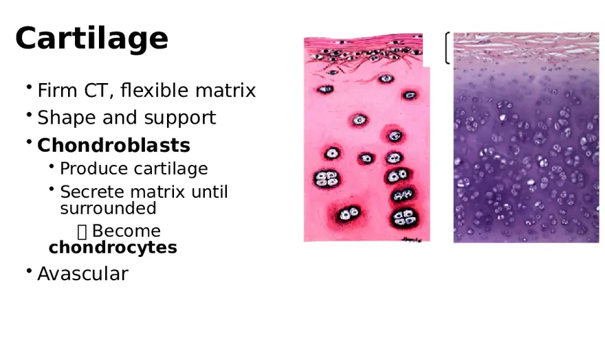 Chapter 5 Tissues – Epithelial, Connective, Muscle, Nervous, Membranes (Continued) - Page 3