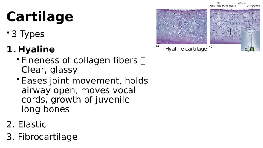 Chapter 5 Tissues – Epithelial, Connective, Muscle, Nervous, Membranes (Continued) - Page 4