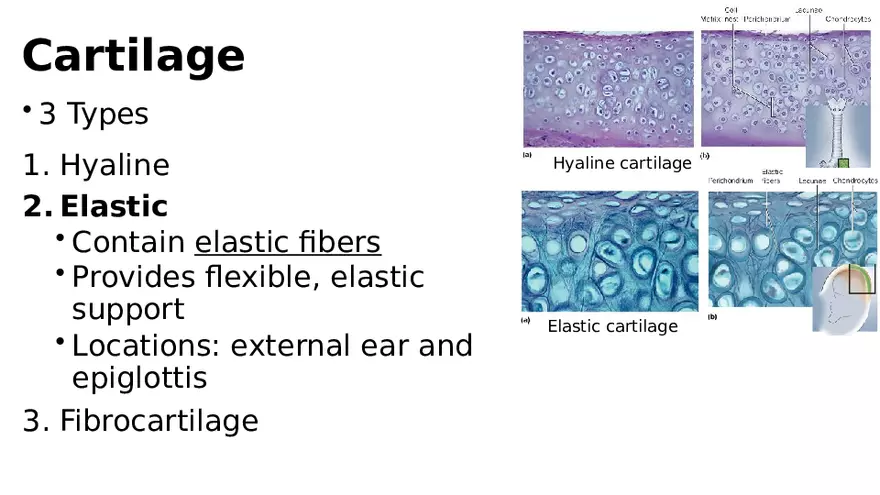 Chapter 5 Tissues – Epithelial, Connective, Muscle, Nervous, Membranes (Continued) - Page 5