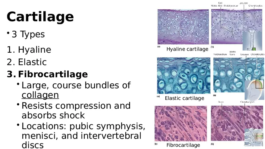 Chapter 5 Tissues – Epithelial, Connective, Muscle, Nervous, Membranes (Continued) - Page 6