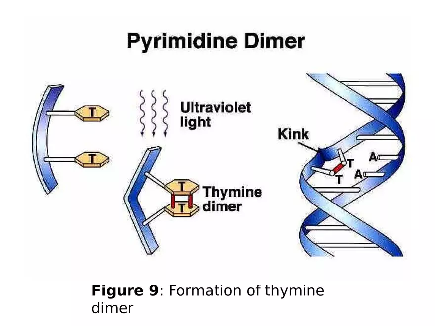 Lecture 9 Mutation - Page 17
