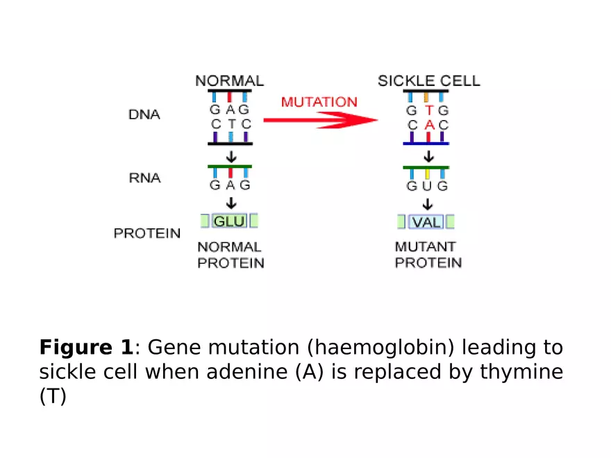 Lecture 9 Mutation - Page 28