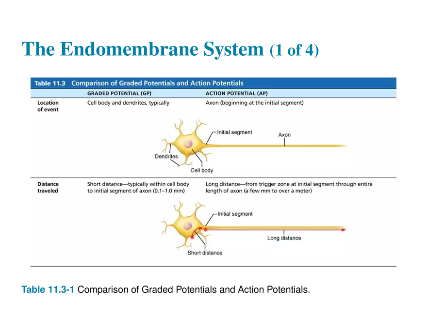 11.8 Postsynaptic Potentials - Page 8