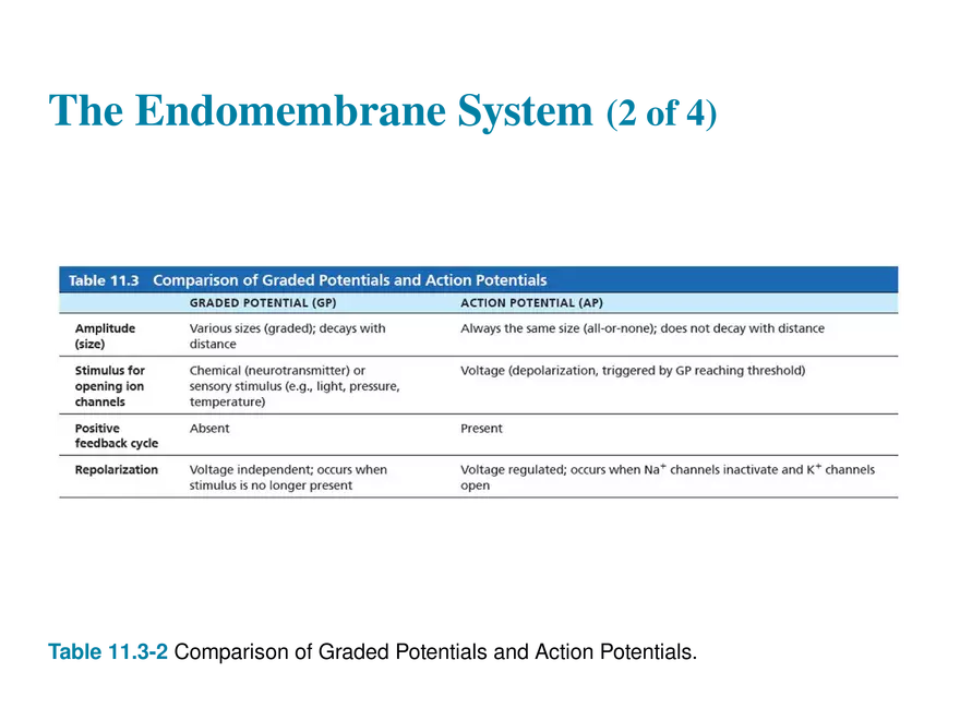 11.8 Postsynaptic Potentials - Page 9