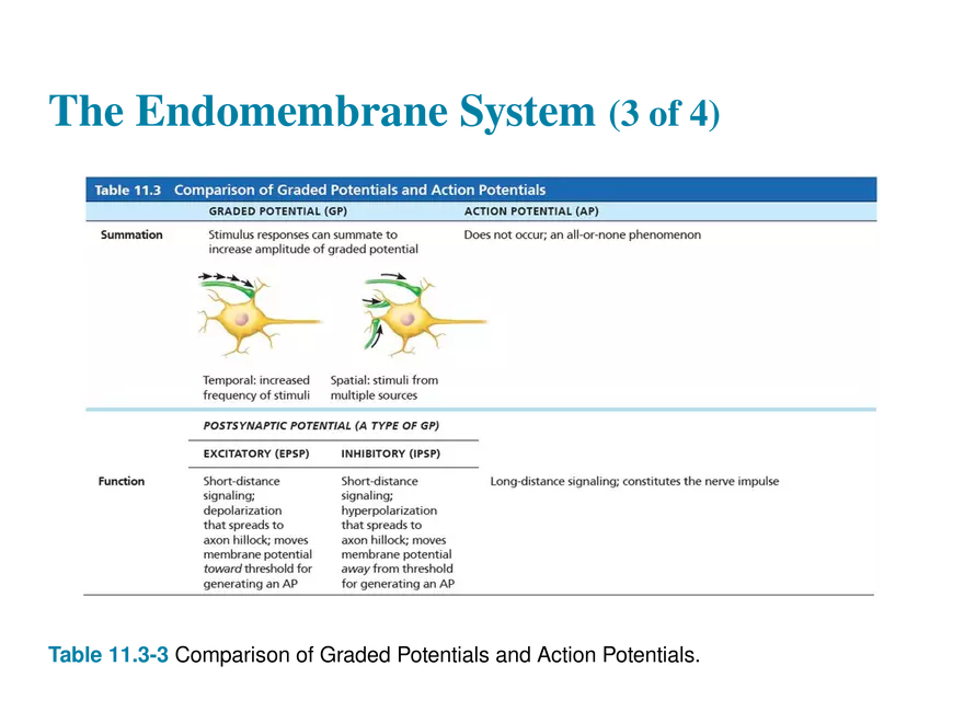 11.8 Postsynaptic Potentials - Page 10