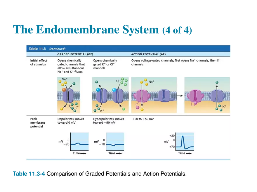 11.8 Postsynaptic Potentials - Page 11