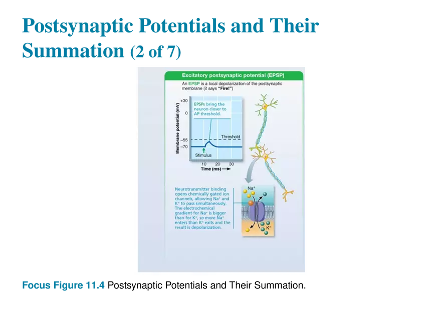 11.8 Postsynaptic Potentials - Page 13