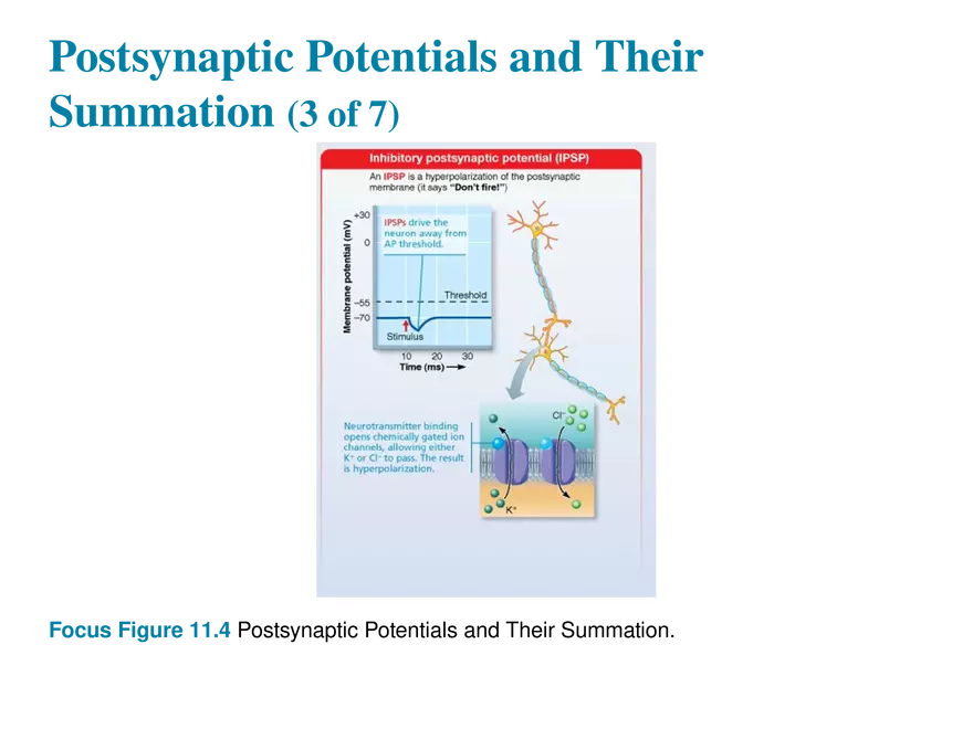 11.8 Postsynaptic Potentials - Page 15