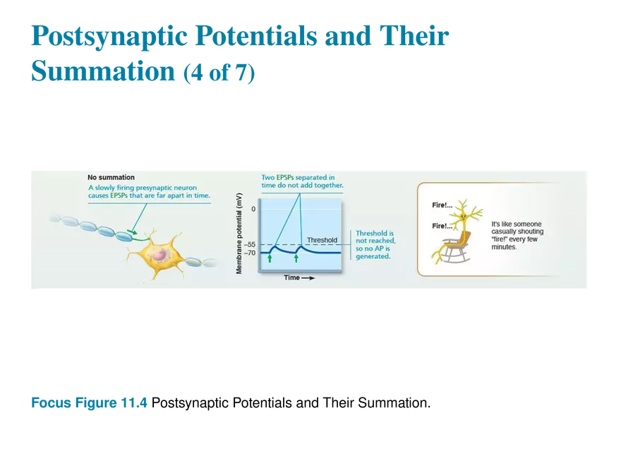 11.8 Postsynaptic Potentials - Page 18