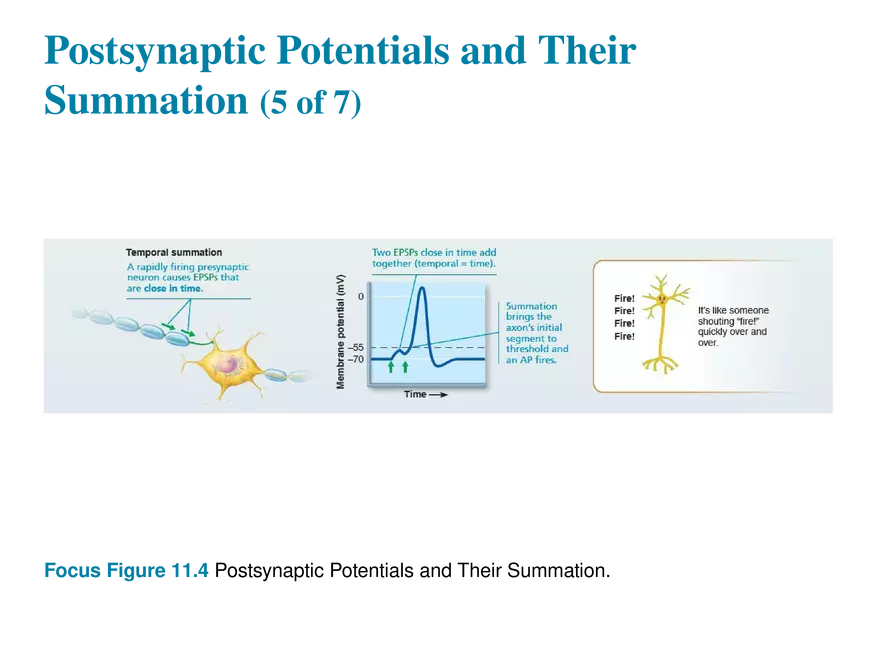 11.8 Postsynaptic Potentials - Page 19