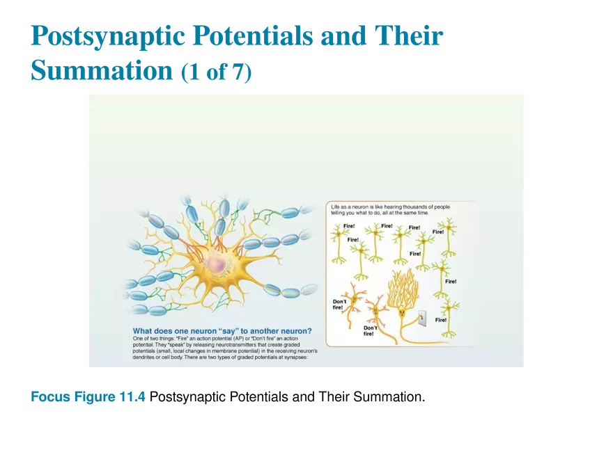 11.8 Postsynaptic Potentials - Page 2