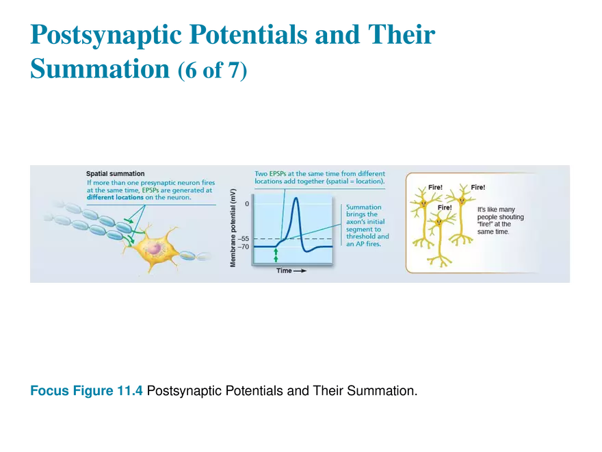 11.8 Postsynaptic Potentials - Page 3