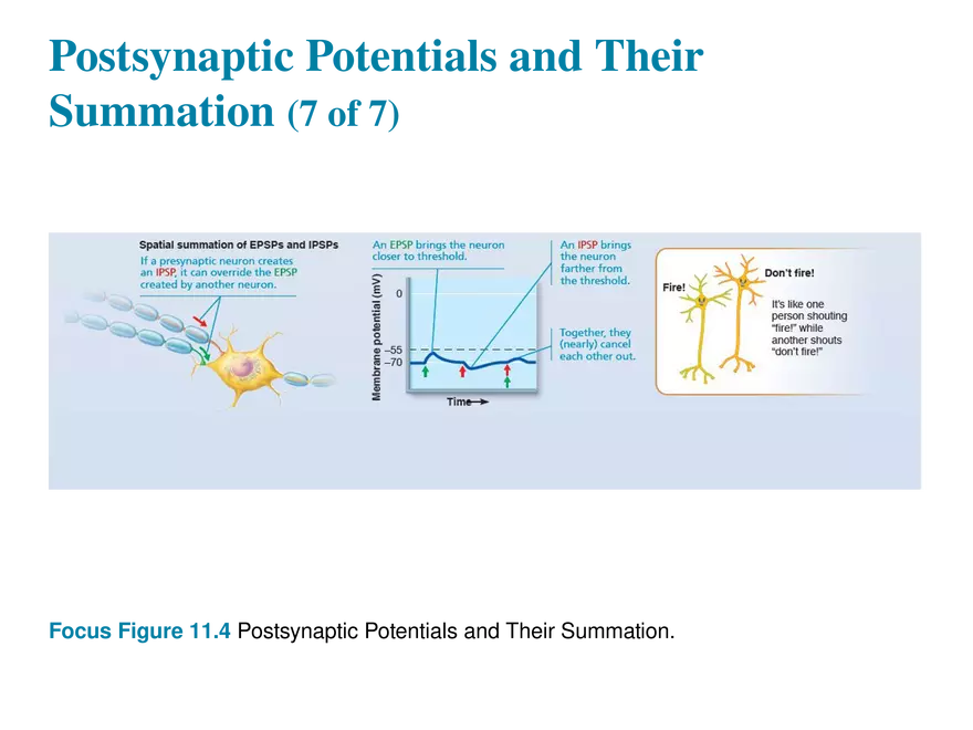 11.8 Postsynaptic Potentials - Page 4
