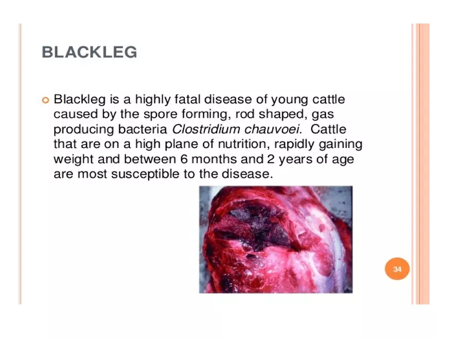 Clostridium Perfringens BTY618 - Page 28