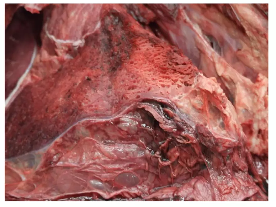 Clostridium Perfringens BTY618 - Page 29