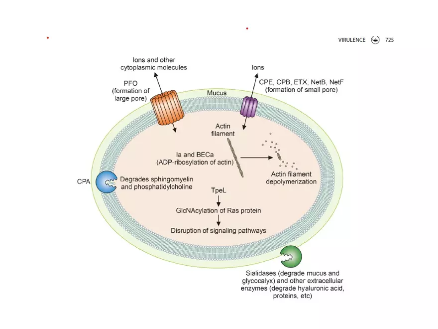 Clostridium Perfringens BTY618 - Page 36