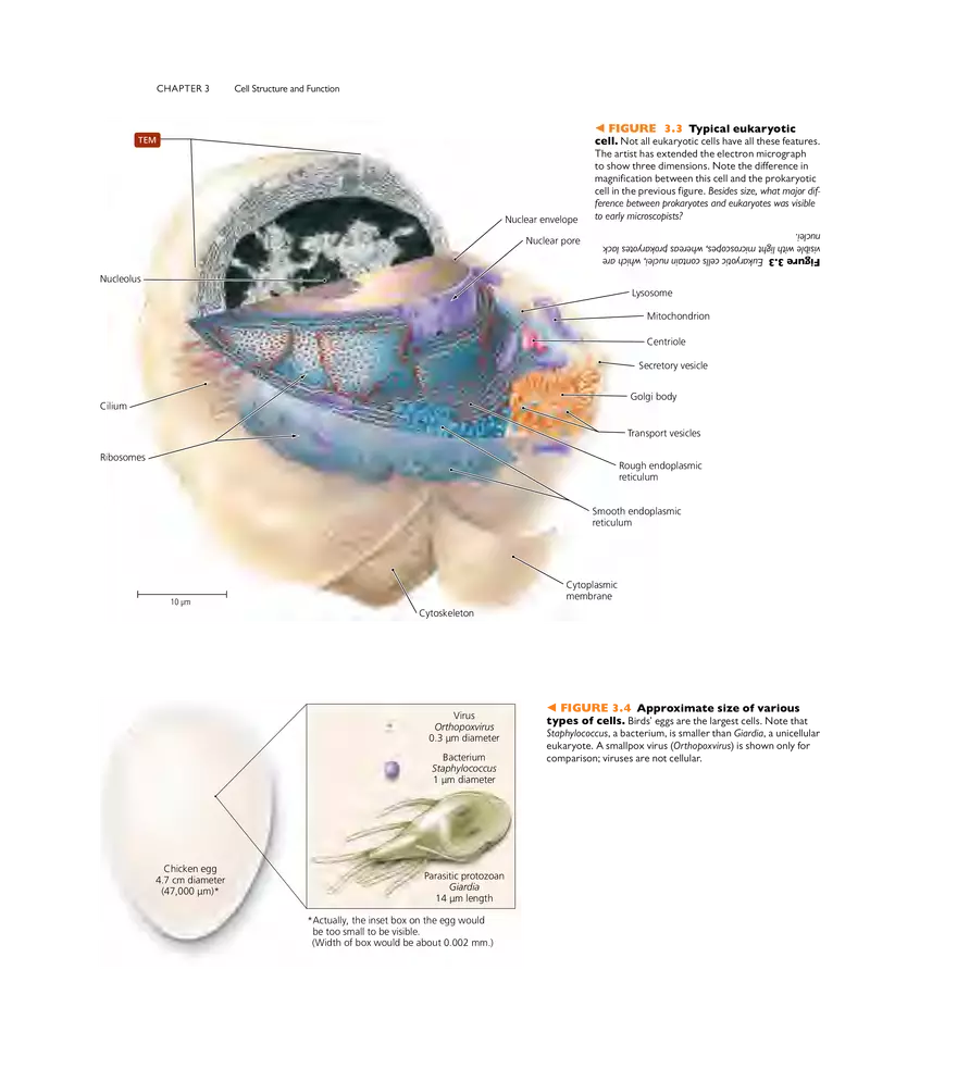 Cell Structure and Function - Page 13