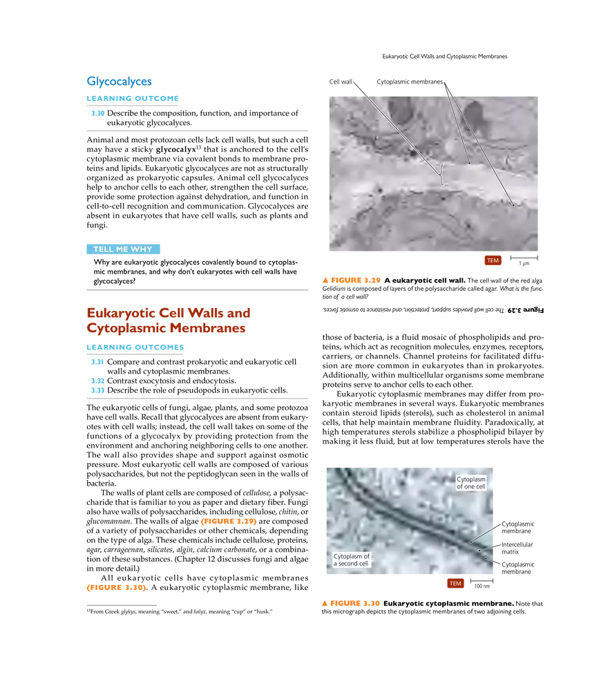 Cell Structure and Function - Page 15
