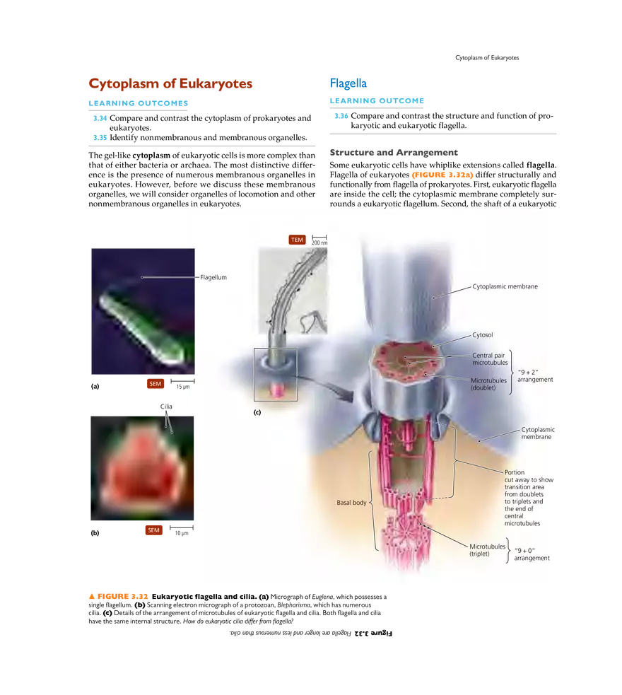 Cell Structure and Function - Page 17