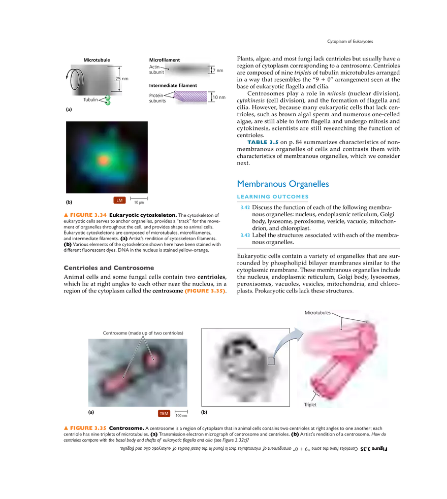 Cell Structure and Function - Page 19