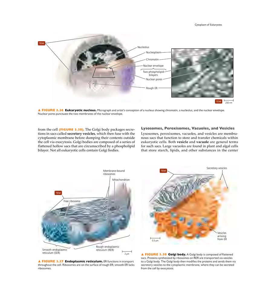 Cell Structure and Function - Page 21