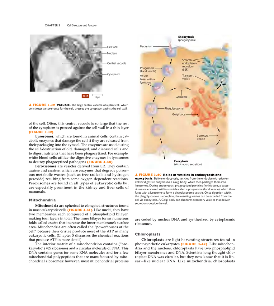 Cell Structure and Function - Page 22