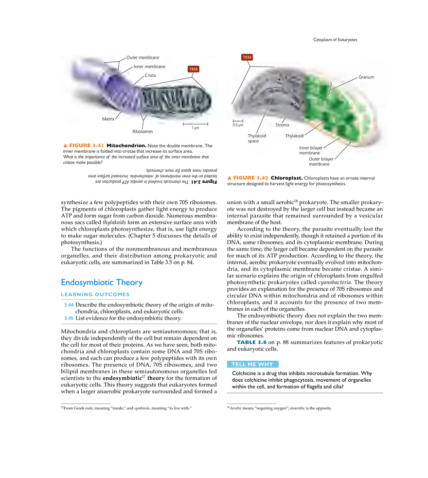 Cell Structure and Function - Page 23
