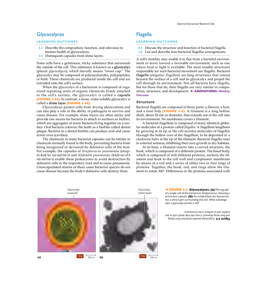 Cell Structure and Function - Page 24