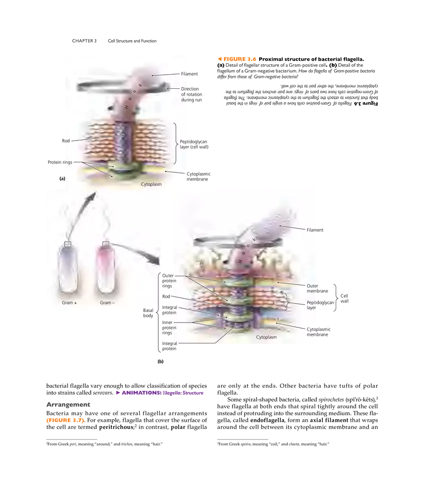 Cell Structure and Function - Page 33