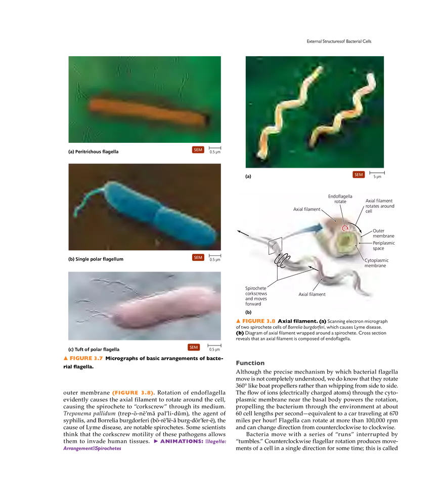 Cell Structure and Function - Page 34