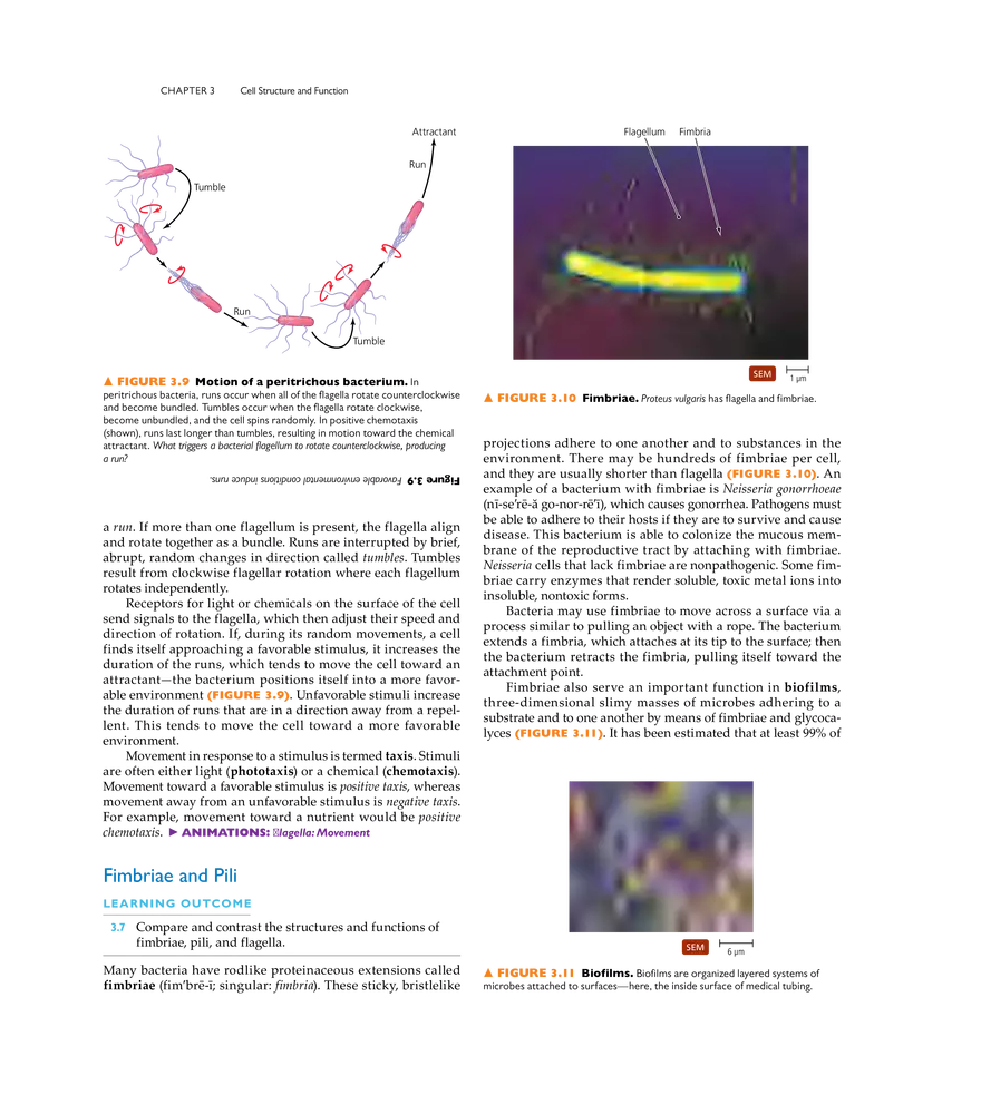 Cell Structure and Function - Page 35
