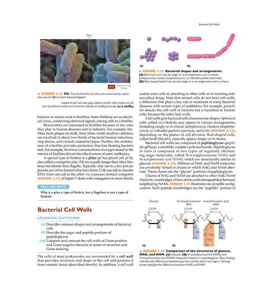 Cell Structure and Function - Page 36