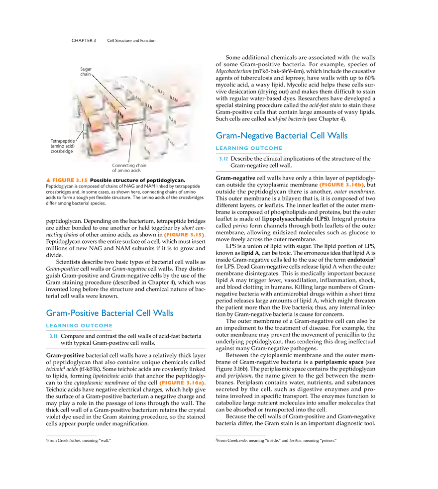 Cell Structure and Function - Page 37