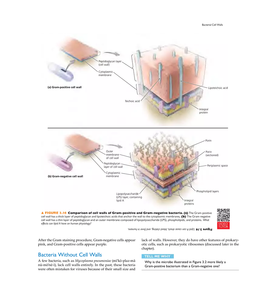 Cell Structure and Function - Page 38
