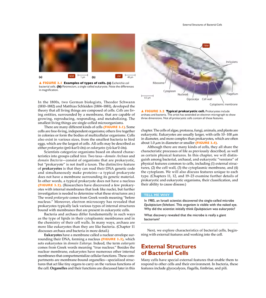 Cell Structure and Function - Page 2