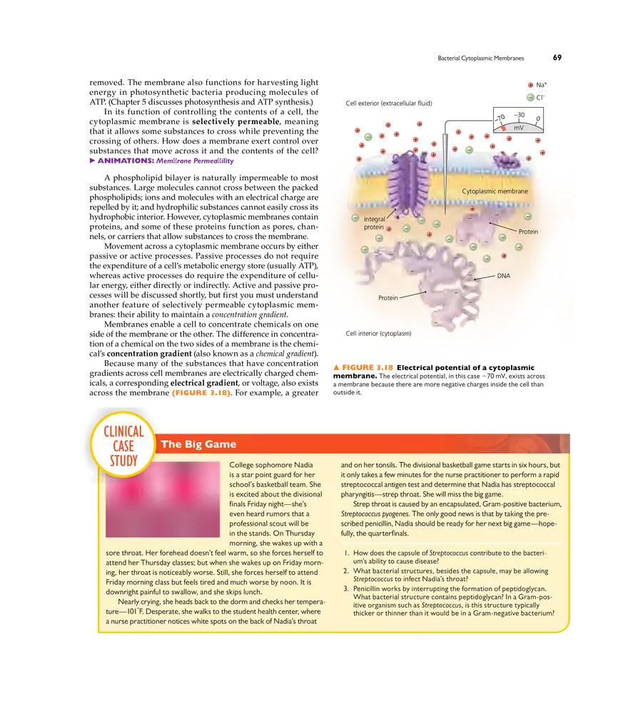 Cell Structure and Function - Page 4
