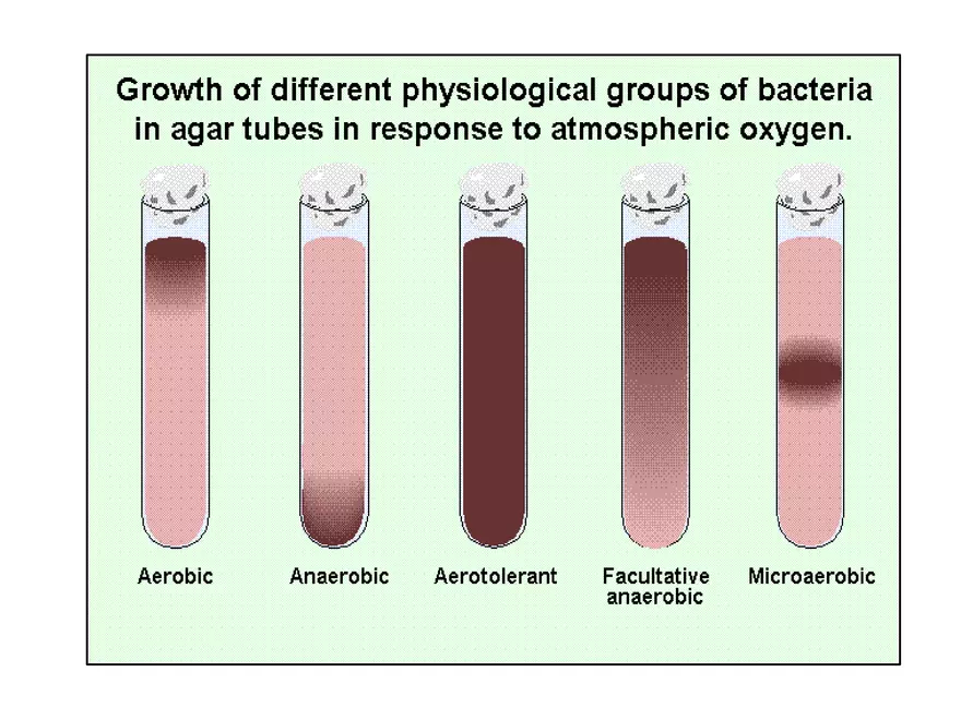 Bacterial Growth Requirements - Page 9